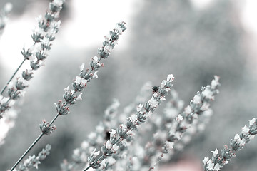 Image showing White lavender flowers