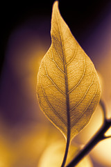 Image showing Green leaf