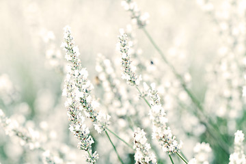 Image showing White lavender flowers