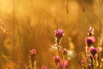 Image showing Meadow at sunset
