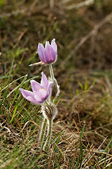 Image showing Purple anemone