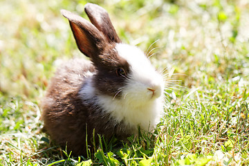 Image showing Cute bunny