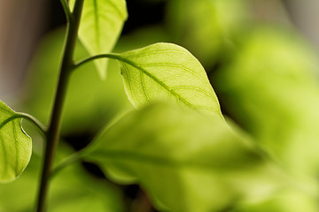 Image showing Green leaf