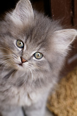 Image showing Beautiful grey kitten