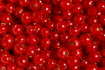 Image showing Background red currants