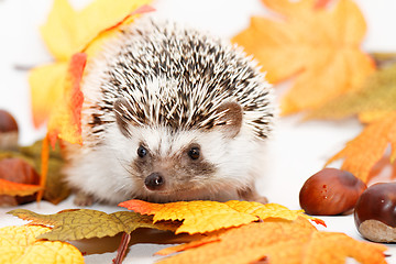 Image showing African white- bellied hedgehog