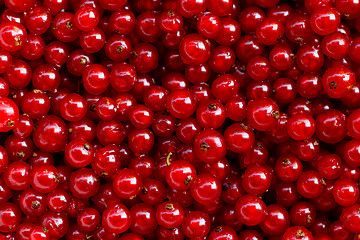 Image showing Background red currants