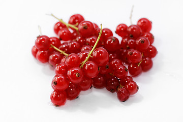 Image showing Red currant