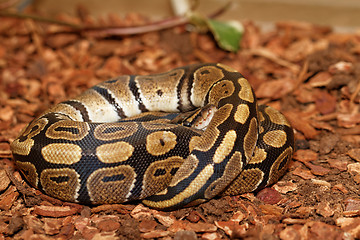 Image showing Ball Python (Python regius)