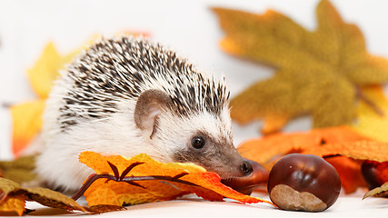 Image showing African white- bellied hedgehog