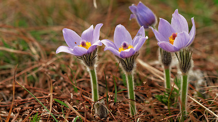 Image showing Purple anemone