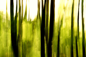 Image showing Blurred trees background