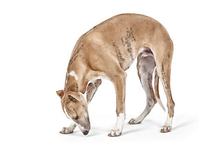 Image showing whippet