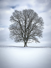 Image showing winter tree