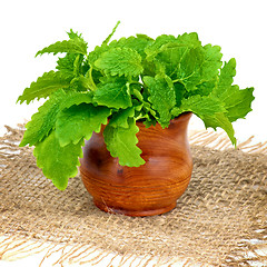 Image showing Lemon Balm