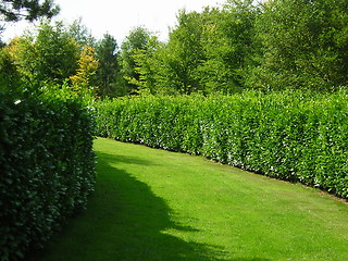 Image showing hedge walk