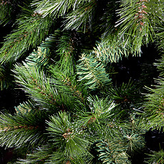 Image showing green branches of fir-tree