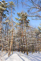 Image showing snowy winter forest