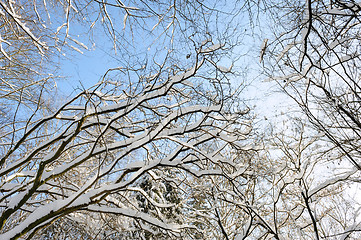 Image showing snowy winter forest