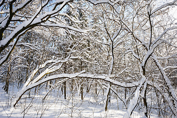 Image showing snowy winter forest