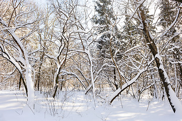 Image showing snowy winter forest