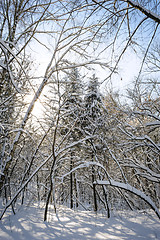 Image showing snowy winter forest