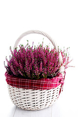 Image showing heather