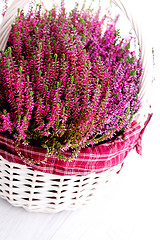 Image showing heather