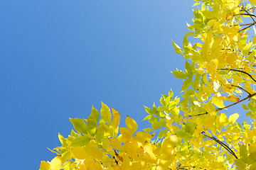 Image showing Golden autumn yellow leaves against clear blue sky