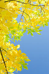 Image showing Vertical autumn background with yellow foliage over blue sky