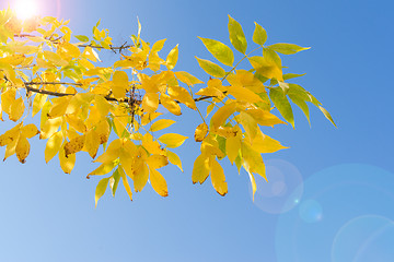 Image showing Backlit branch of autumn tree with yellow leaves