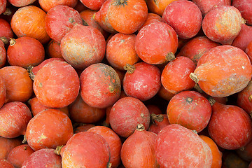 Image showing Pumpkins on the field