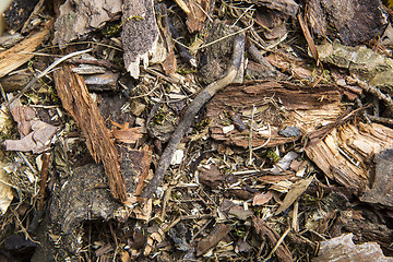 Image showing Forest floor