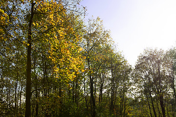 Image showing Autumnal forest