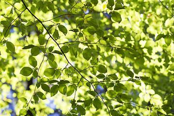 Image showing Autumnal forest