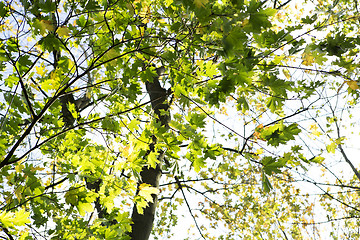 Image showing Autumnal forest