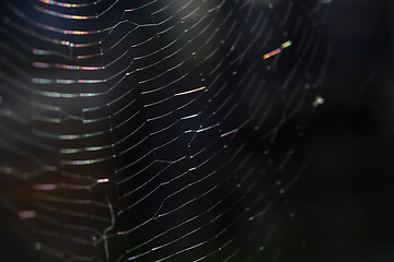 Image showing Closeup of a spider web