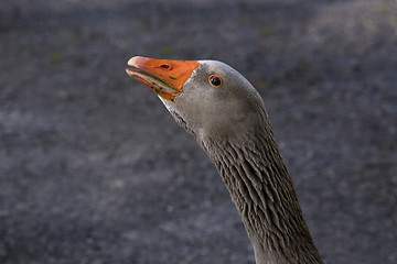 Image showing Closeup of a grey goose