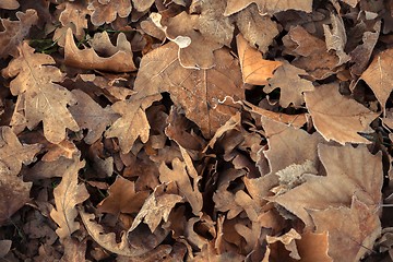 Image showing Fallen leaves