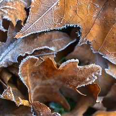 Image showing Fallen leaves