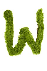 Image showing Letter made out of Leaves