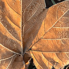 Image showing Fallen leaves