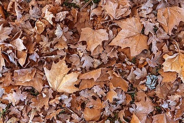 Image showing Fallen leaves