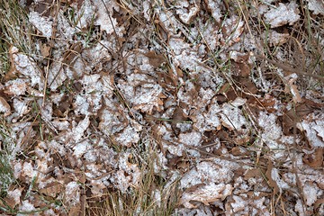 Image showing Fallen leaves