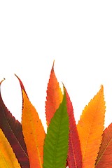 Image showing Fallen leaves
