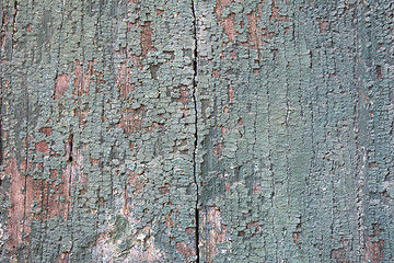 Image showing Green Wooden  texture