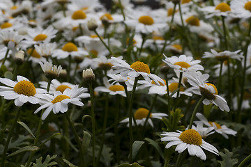 Image showing daisies