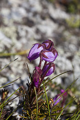 Image showing heather bells