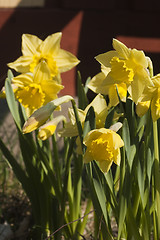 Image showing daffodils