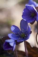 Image showing blue anemones